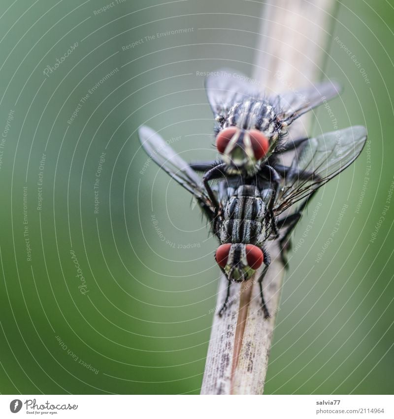 VierAugen Natur Tier Pflanzenteile Stengel Fliege Tiergesicht Flügel Facettenauge 2 beobachten genießen krabbeln außergewöhnlich Coolness grün Tierliebe