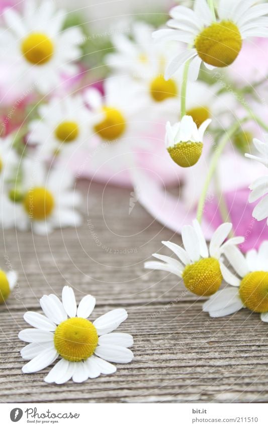 Kamille Pflanze Frühling Sommer Blüte liegen gelb weiß Kamillenblüten Holz Heilpflanzen natürlich Duft schön Kräuter & Gewürze viele fallen Luft luftig leicht