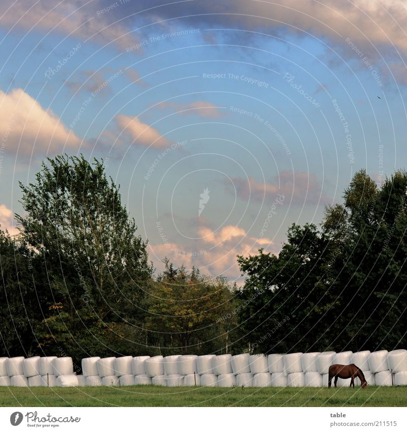 Vorratshaltung Umwelt Natur Landschaft Pflanze Tier Luft Himmel Wolken Sommer Klima Wetter Wiese Weide Nutztier Pferd 1 Fressen stehen dunkel blau braun grau