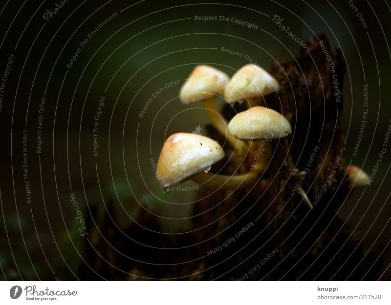 Destruenten Pilz Pilzhut Umwelt Natur Pflanze Urelemente Erde Sonnenlicht Herbst schlechtes Wetter Regen Moos Wildpflanze Holz dunkel braun grün weiß Farbfoto