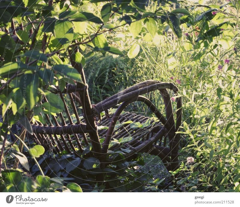 Leerstuhl Stuhl Gartenstuhl Schaukelstuhl Natur Pflanze Sommer Schönes Wetter Blume Gras Sträucher Blüte Grünpflanze Holz alt genießen schaukeln träumen dreckig