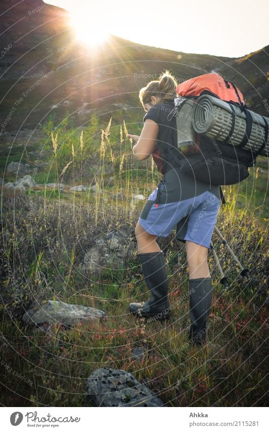 Blaubeerensucherin Berge u. Gebirge wandern Mensch Junge Frau Jugendliche Leben Natur Landschaft Sonnenaufgang Sonnenuntergang Gras Moor Sumpf Berghang Lappland