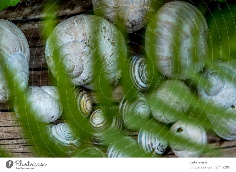 Doppeldeutigkeit | überschattete Hausversammlung. Schneckenhäuser hinter Farn Natur Pflanze Tier Sommer Blatt Farnblatt Garten Weinbergschnecken