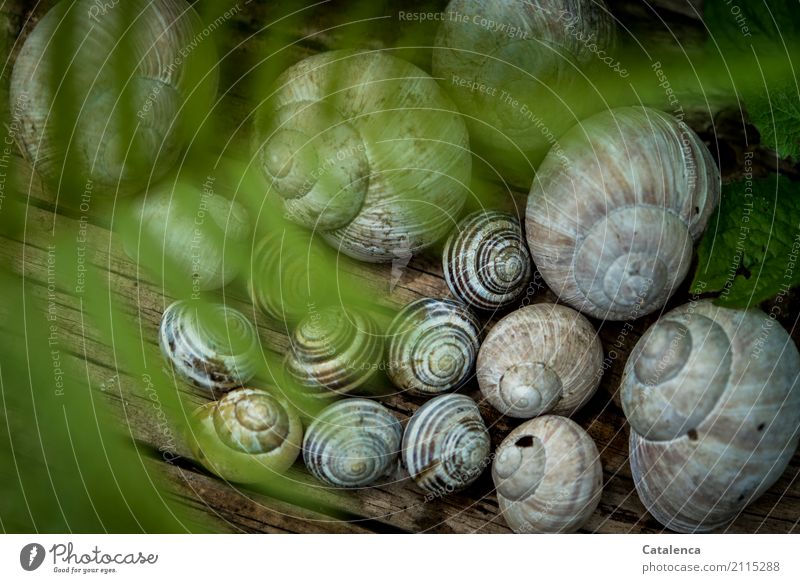 Überschattete Versammlung, Schneckenhäuser teils von einem Farnblatt im Vordergrund bedeckt Natur Pflanze Tier Sommer Blatt Weinbergschnecken Schnirkelschnecken