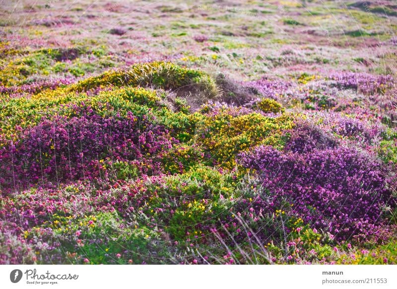 Bretagne III - Bruyères Natur Landschaft Sommer Herbst Pflanze Blume Sträucher Blüte Wildpflanze Ginster Ginsterblüte Blumenteppich Heide Sommerblumen