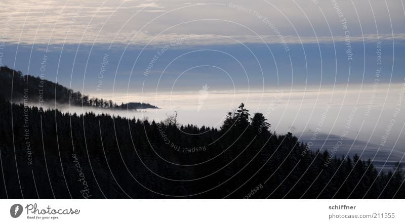 Märchenland II Landschaft Himmel Winter Klima Nebel Pflanze Baum Wald kalt schwarz dunkel Aussicht Ferne Tanne Märchenwald Traumwelt Abend Schwarzwald mystisch