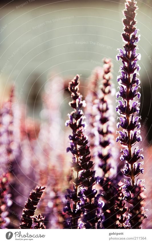 lichtdurchflutet Umwelt Natur Pflanze Blume Blüte exotisch Sommer Licht Gegenlicht sommerlich violett Abenddämmerung Kräuter & Gewürze Gedeckte Farben