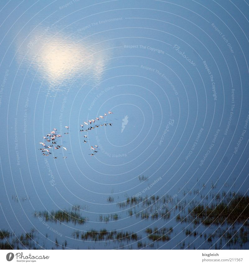 Lake Nakuru / Kenia II Natur Landschaft Wasser See Vogel Flamingo Schwarm fliegen frei blau ruhig Afrika Farbfoto Außenaufnahme Menschenleer Textfreiraum oben