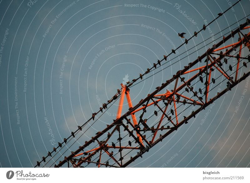 Die Vögel Baustelle Baumaschine Kran Vogel Schwarm schlafen Zusammensein Vogelschwarm Farbfoto Gedeckte Farben Außenaufnahme Abend Froschperspektive