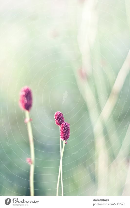 violet . Umwelt Natur Landschaft Pflanze Frühling Sommer Schönes Wetter Blume Gras Sträucher Wildpflanze ästhetisch einfach hell grün violett ruhig Farbfoto