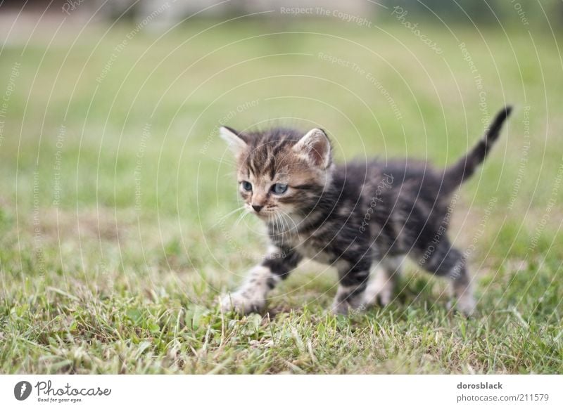 le petit chat . Natur Garten Wiese Tier Haustier Katze 1 Tierjunges kuschlig Neugier niedlich Wärme braun grün Farbfoto Gedeckte Farben Außenaufnahme