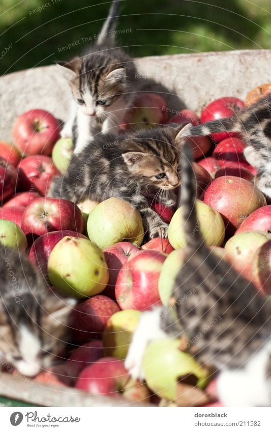 les chatons et les pommes . Apfel Natur Tier Haustier Katze Tiergruppe Tierjunges Tierfamilie Schubkarre krabbeln toben natürlich niedlich braun mehrfarbig grün