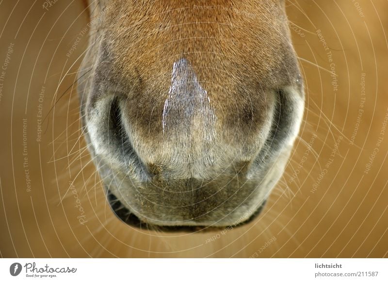 Pferdenüstern Lippen Fell Tier Tiergesicht Ponys Nüstern Schnauze Maul Island Ponys braun Schnurrhaar Härchen Sinnesorgane Farbfoto Nahaufnahme Detailaufnahme