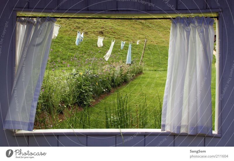 Sommerfenster Garten Raum Natur Pflanze Blume Gras Grünpflanze Wiese Hütte Fenster Holz Blühend Erholung Frühlingsgefühle Einsamkeit Unterwäsche Vorhang