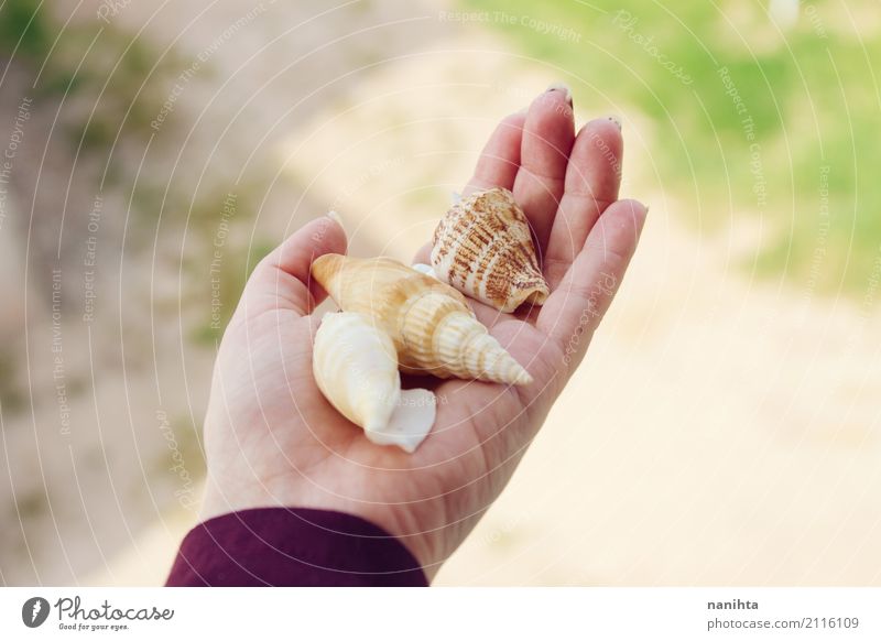 Hand hält Muscheln Sommer Sommerurlaub Mensch Jugendliche 1 18-30 Jahre Erwachsene Natur Tier Panzer festhalten Ferien & Urlaub & Reisen exotisch natürlich