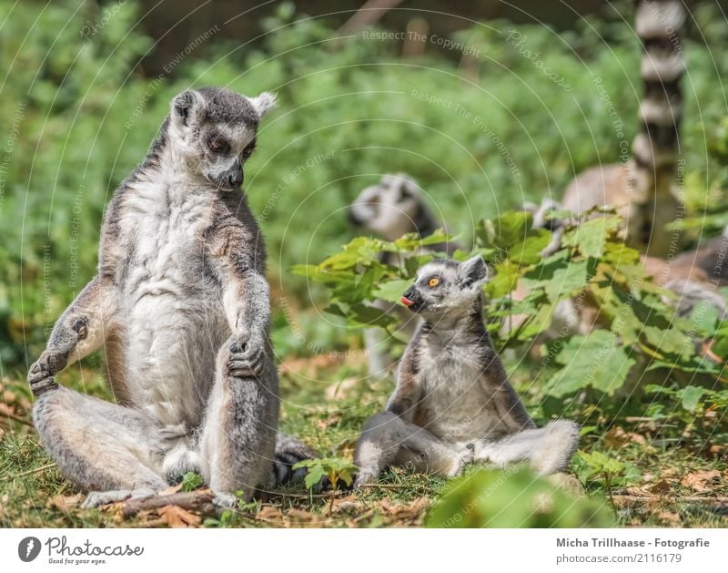 Freches Kind Kindheit Zunge Natur Tier Sonne Pflanze Wildtier Tiergesicht Fell Pfote Affen Katta Halbaffen 4 Tiergruppe Tierjunges Tierfamilie Blick sitzen