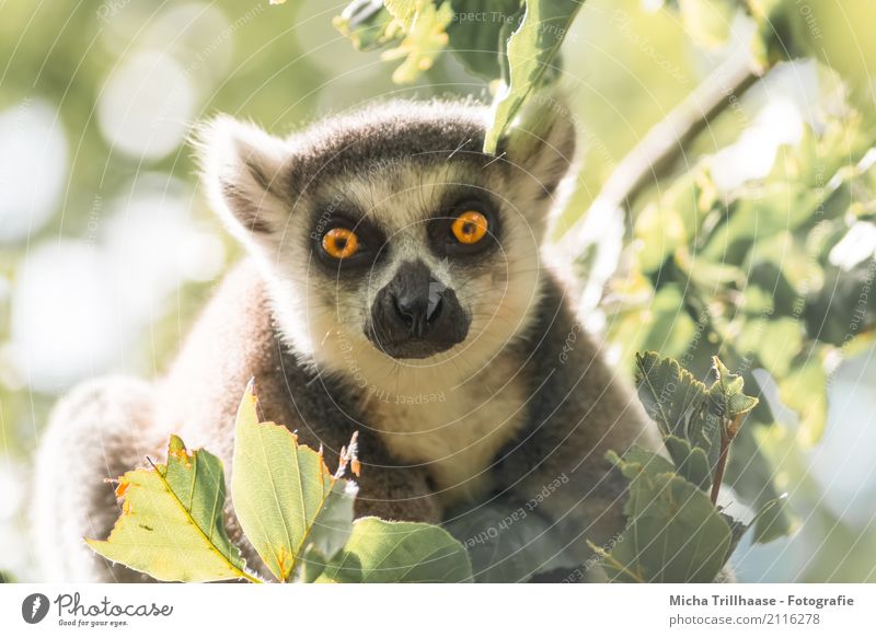 Leuchtende Augen Umwelt Natur Tier Sonne Sonnenlicht Schönes Wetter Baum Blatt Wildtier Tiergesicht Fell Affen Katta Halbaffen 1 beobachten glänzend hocken