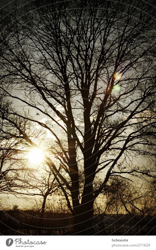 Winterbaum im Gegenlicht Umwelt Natur Landschaft Wetter Schönes Wetter Eis Frost Baum Feld Wald alt blau schwarz Gefühle Traurigkeit Trauer Vergangenheit