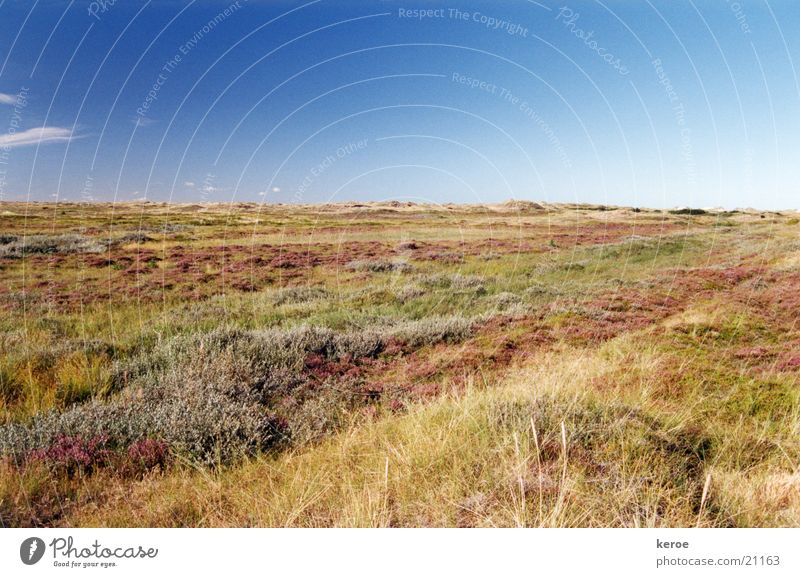 Prärie Heide Sommer Blauer Himmel Dänemark