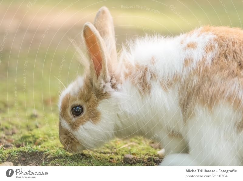 Zwergkaninchen auf der Wiese Natur Tier Sonne Sonnenlicht Schönes Wetter Gras Grünpflanze Haustier Tiergesicht Fell Pfote Hase & Kaninchen Ohr Auge 1 Fressen