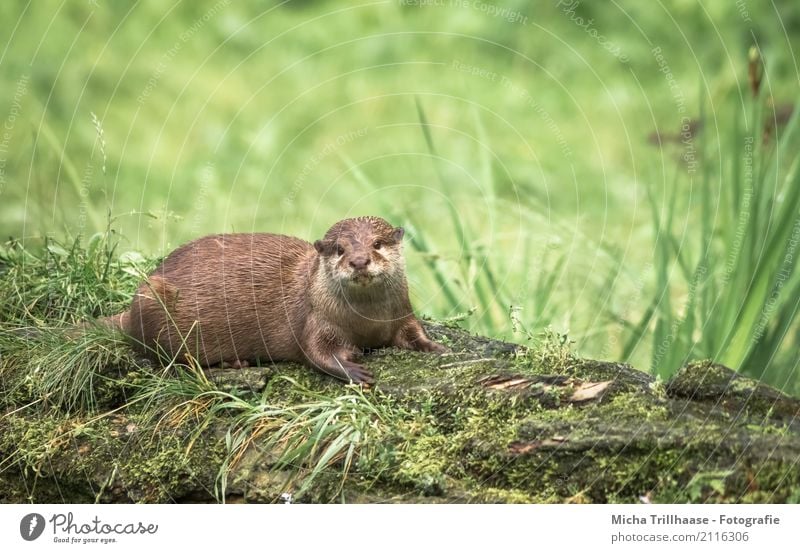 Im Blick des Otters Umwelt Natur Tier Sonne Sonnenlicht Pflanze Gras Moos Seeufer Wildtier Tiergesicht Fell Pfote Fischotter 1 beobachten Erholung liegen nah