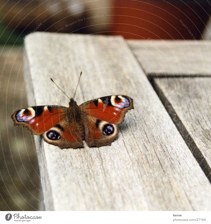 Landebahn Schmetterling Tagpfauenauge Holz Flügel