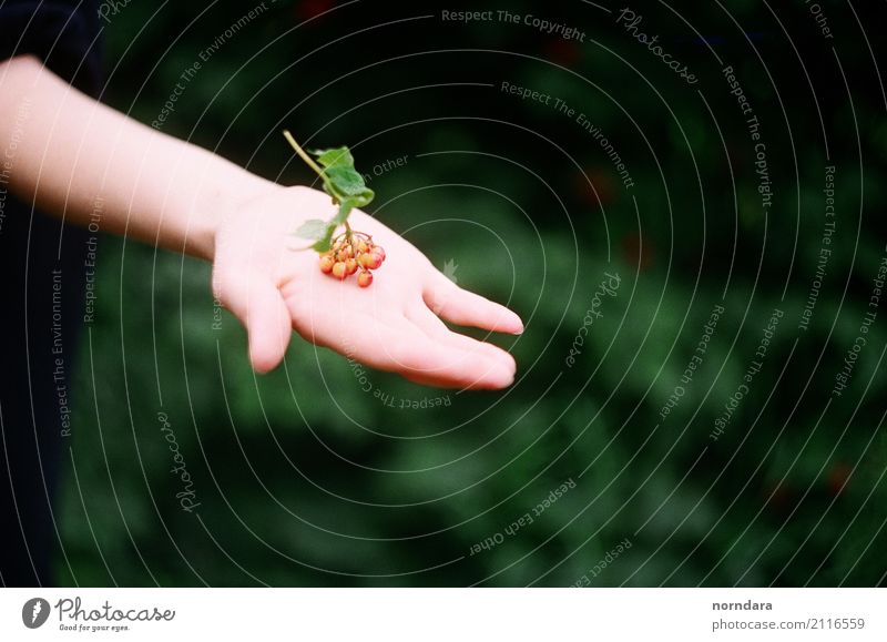 Beeren in der Hand Finger Natur Pflanze Sommer Blatt Beerensträucher Sträucher Garten Park Wald wählen natürlich Leben Kontakt Farbfoto Außenaufnahme