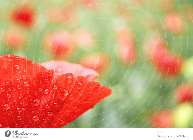 Papaver Feste & Feiern Valentinstag Muttertag Pflanze Wasser Wassertropfen Sommer Blume Wiese Glück Optimismus Mohn Mohnfeld Mohnblüte Mohnblatt Klatschmohn