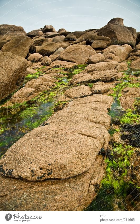 rocher Natur Urelemente Wasser Seegras Algen Felsen Küste Riff Stein braun grün Biotop Formation steinig Geröll fest Bretagne Granit Ebbe Gezeiten Farbfoto