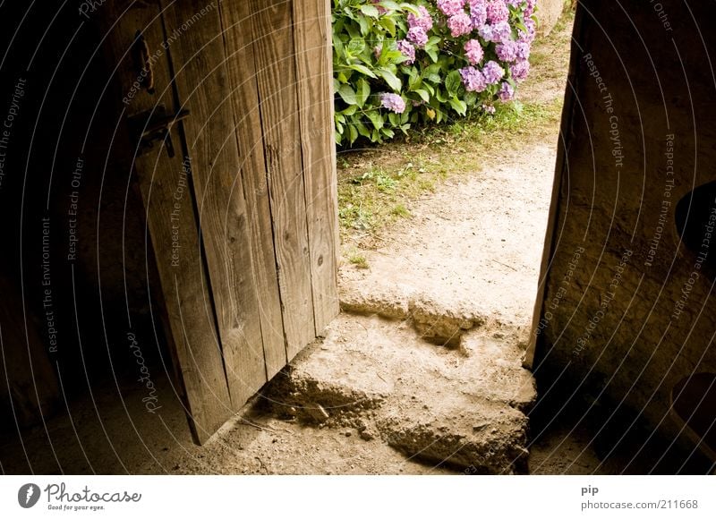 mind the gap Natur Blume Sträucher Hortensie Hütte Eingang Tür Stein Holz alt braun violett Gastfreundschaft ruhig Häusliches Leben Zufriedenheit offen Farbfoto