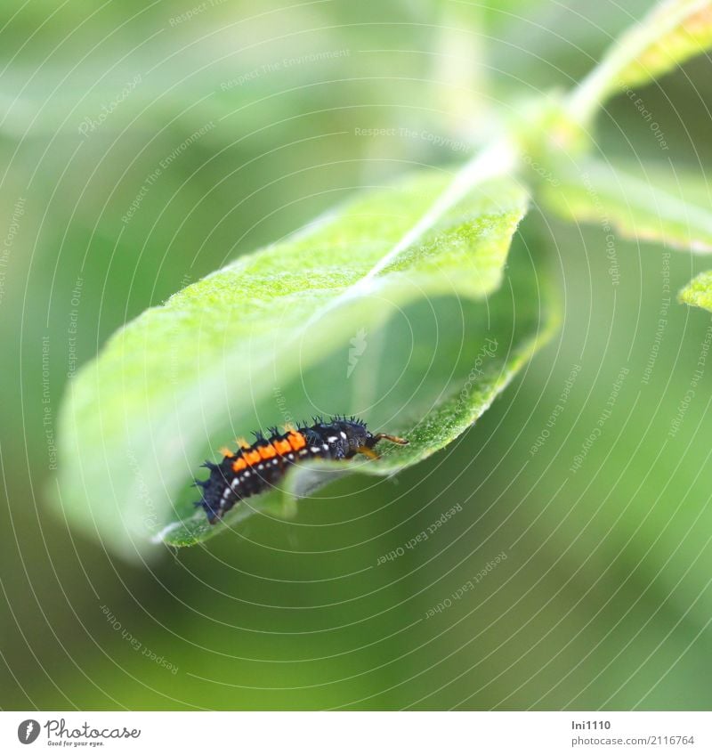 Marienkäferlarve Umwelt Natur Tier Sommer Schönes Wetter Blatt Garten Park Wiese Feld Wald Wildtier Käfer Harmonia axyridis 1 außergewöhnlich exotisch grün