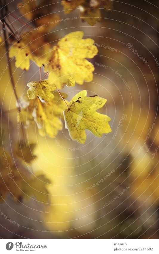 Bergahorn im Herbst Natur Blatt Ast Zweige u. Äste Herbstlaub herbstlich Herbstfärbung Herbstbeginn schön gelb Vergänglichkeit Wandel & Veränderung Farbfoto