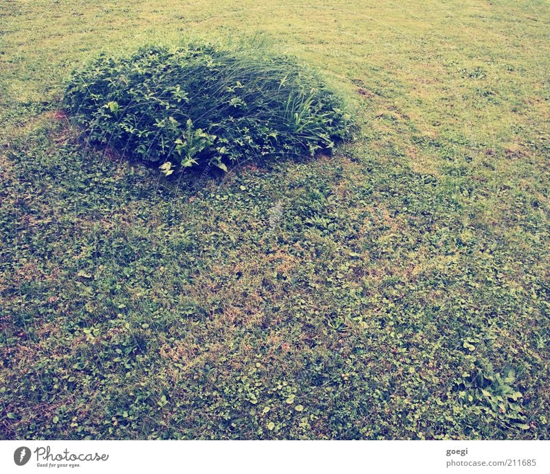 Insel Natur Pflanze Erde Sommer Gras Garten Kreis kreisrund weich grün Grasbüschel Rasen Rest rasenmähen Rasenpflege Farbfoto Außenaufnahme Menschenleer