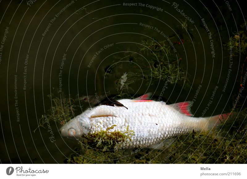 Mit dem Strom schwimmen. Umwelt Natur Wasser Algen Wasserpflanze Teich See Totes Tier Fisch 1 dunkel Ekel natürlich Stimmung Tod Ende Endzeitstimmung