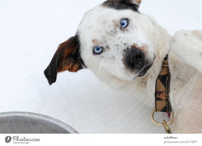 Futter? Haustier Hund 1 Tier liegen Freundlichkeit listig lustig Begeisterung betteln Wunsch Blick Schielen Silberblick Husky Hundehalsband Vogelperspektive