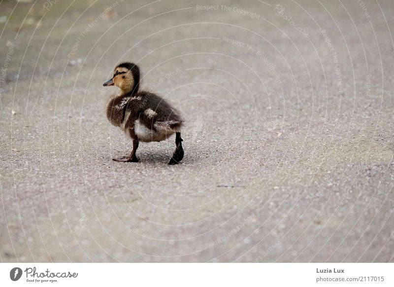 Entchen, unterwegs Tier Vogel 1 Tierjunges Bewegung rennen schön klein niedlich braun grau Entschlossenheit Ente Entenküken Gedeckte Farben Außenaufnahme