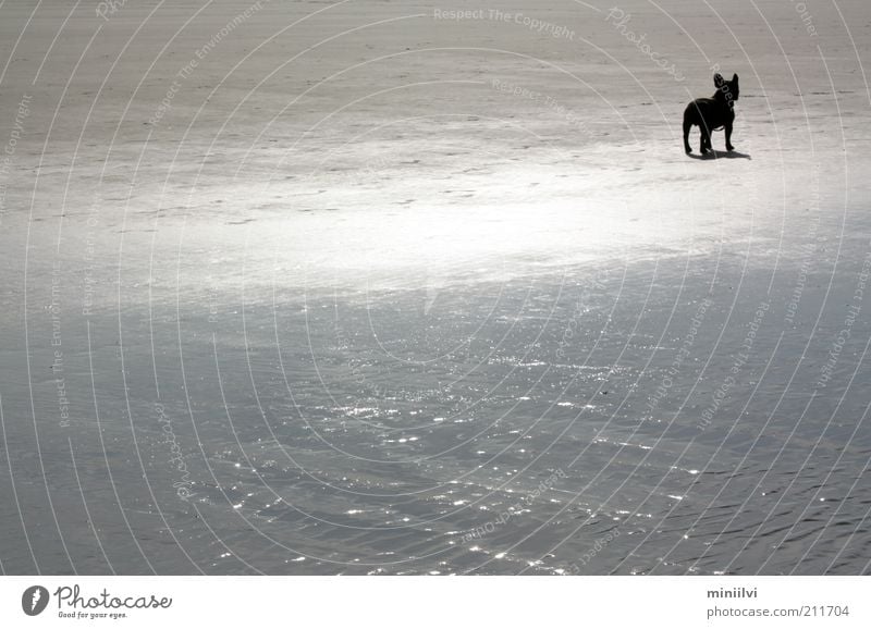 Bully sucht Frau Ausflug Sommer Strand Meer Sand Wasser Sonnenlicht Haustier Hund 1 Tier stehen warten frei glänzend ruhig Neugier Sehnsucht Stimmung