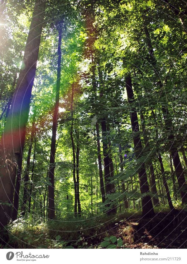 Waldregenbogen Umwelt Natur Landschaft Pflanze Sommer Klima Baum Blatt Grünpflanze Regenbogen grün Laubbaum Baumkrone Reflexion & Spiegelung Ast Blätterdach