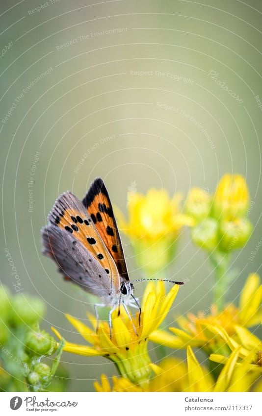 Feuerfalter Natur Pflanze Tier Blume Blüte Wildpflanze Geiskraut Garten Wiese Schmetterling Insekt 1 Blühend Duft fliegen trinken ästhetisch schön klein gelb