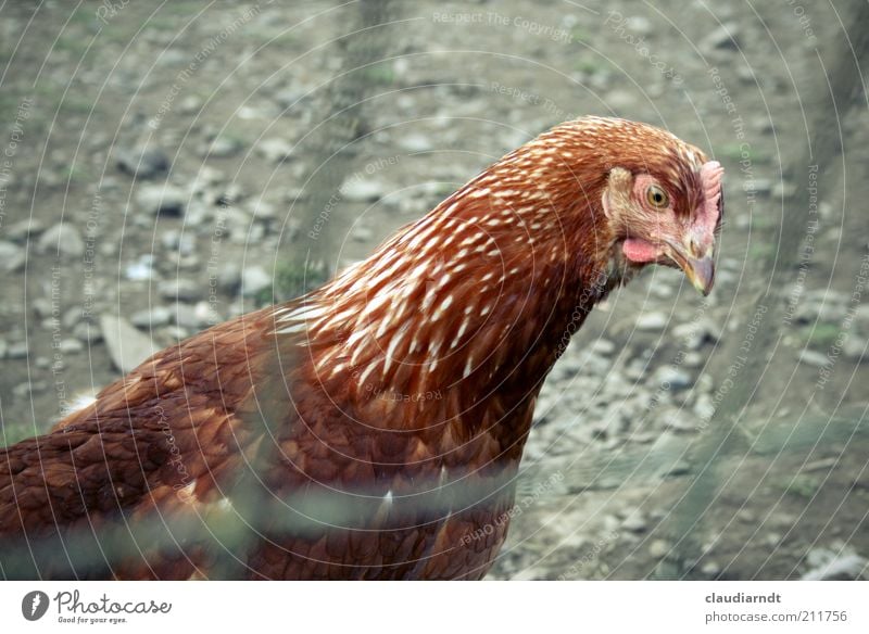 Is' was? Tier Nutztier Vogel Flügel Haushuhn 1 beobachten frech Neugier braun Mut Interesse Misstrauen Feder Bauernhof Hühnerstall Zaun Maschendrahtzaun