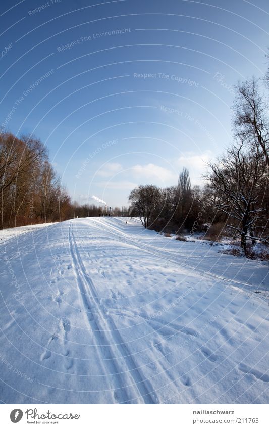 Winter Umwelt Natur Landschaft Himmel Klima Wetter Schönes Wetter Baum Feld Hügel kalt blau braun weiß Schneelandschaft Schneedecke Wege & Pfade Farbfoto