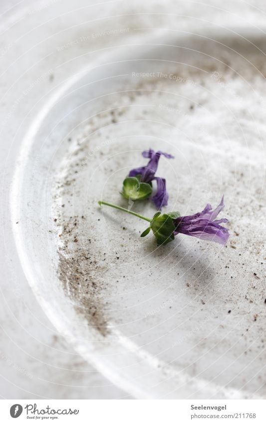 Verblüht Geschirr Teller Pflanze Dürre Blume Blüte Sand gebrauchen liegen verblüht alt dreckig violett weiß Gefühle Nostalgie Stimmung träumen Traurigkeit