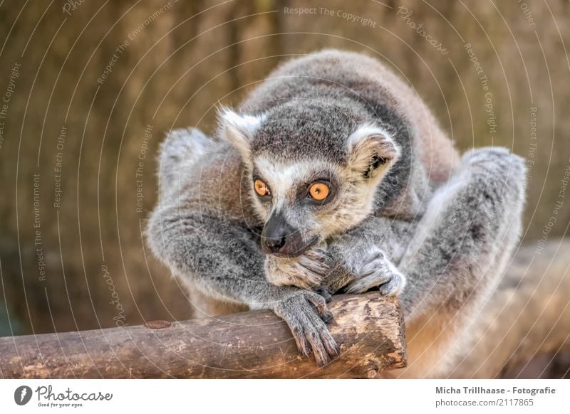 Verträumt und in Gedanken Natur Tier Sonne Sonnenlicht Schönes Wetter Wildtier Tiergesicht Fell Pfote Affen Katta Halbaffen Auge 1 beobachten Denken Erholung