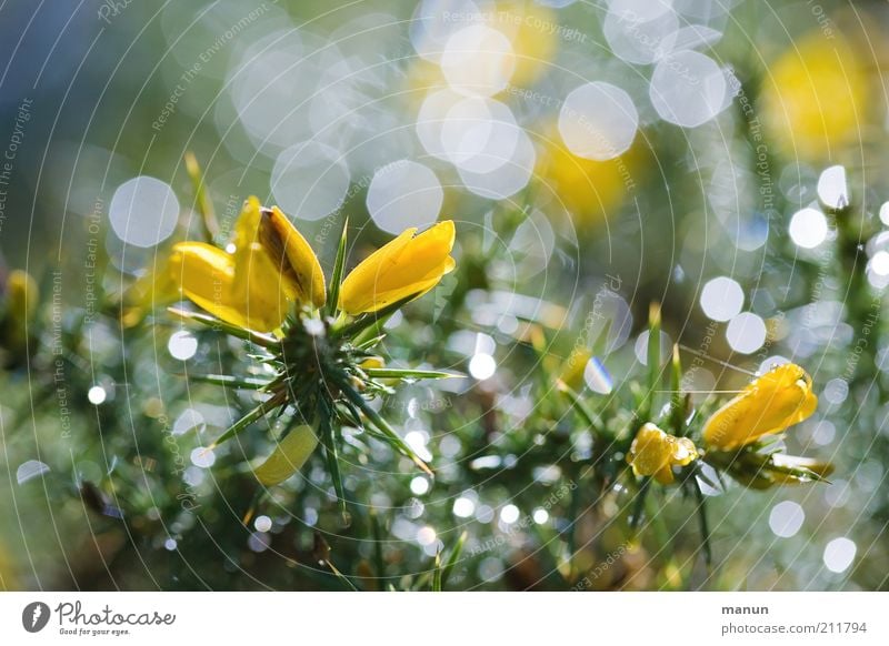 Stechginster Natur Sommer Pflanze Blume Sträucher Wildpflanze Ginsterblüte Blühend glänzend leuchten außergewöhnlich frisch schön stachelig gelb Farbfoto