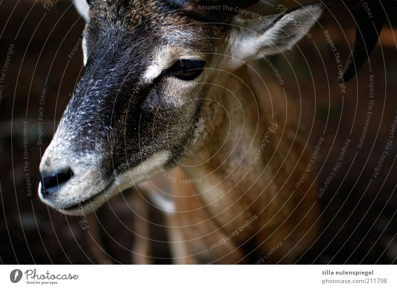 streichelzoo Tier Wildtier Tiergesicht Zoo 1 beobachten natürlich braun achtsam Natur Bock ruhig Farbfoto Tierporträt Menschenleer Ziegenbock Geißbock Fell Horn