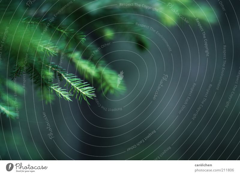 Zweige Umwelt Natur Landschaft Baum stachelig grau grün Zweige u. Äste Tanne Tannenzweig Nadelbaum Nadelwald Tannennadel Farbfoto Gedeckte Farben Außenaufnahme