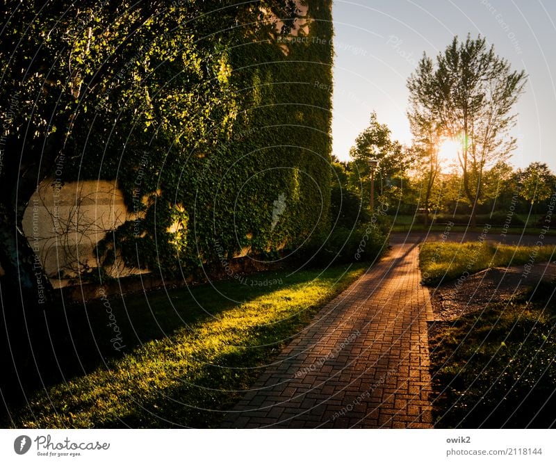 Durch die Zweige Landschaft Pflanze Baum Gras Sträucher Efeu Grünpflanze Bautzen Lausitz Deutschland Kleinstadt Stadtrand bevölkert Haus Hochhaus Gebäude