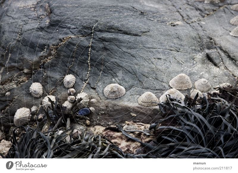 Pocken Ferien & Urlaub & Reisen Sommer Strand Umwelt Natur Pflanze Seegras Algen Felsen Küste Riff Ebbe Schnecke Muschel Meerestier Meeresfrüchte Tiergruppe