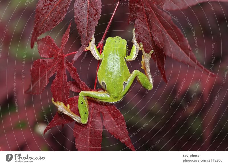 grüner Baumfrosch, der auf Blättern klettert schön Klettern Bergsteigen Umwelt Natur Tier Sträucher Blatt Wald springen klein natürlich niedlich wild Fürsorge