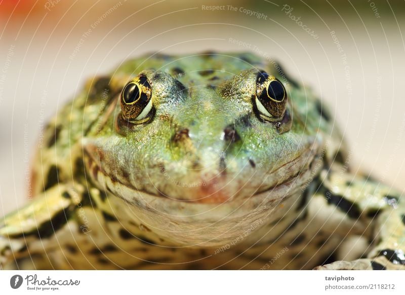 Sumpffroschporträt, welches die Kamera betrachtet schön Garten Natur Tier Teich See natürlich niedlich wild braun grün Frosch Pelophylax ridibundus